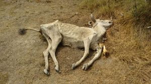 IMG-20150226-WA0005 - Cópia