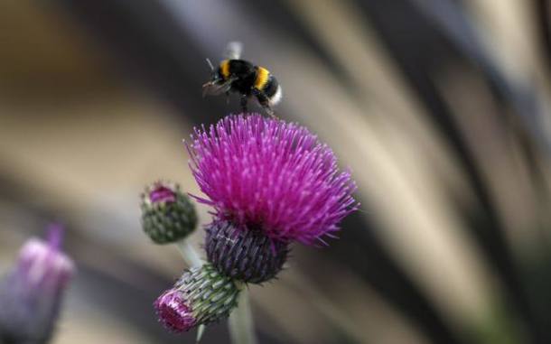 File photo of a bee leaving a Cirsium Trevors "Blue Wonder" thistle in the Well Child fresh garden at the Chelsea Flower Show in London