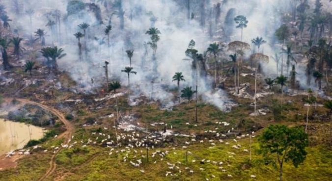 gado-amazonia-desmatamento-9-750x410