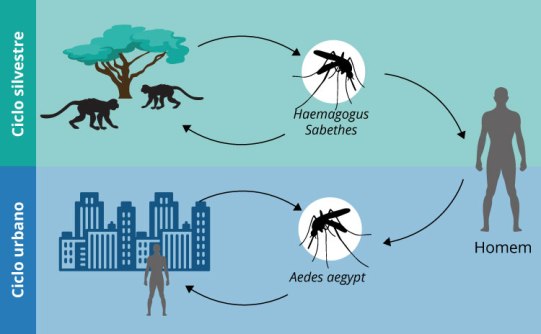 ciclo-de-transmissao-da-febre-amarela