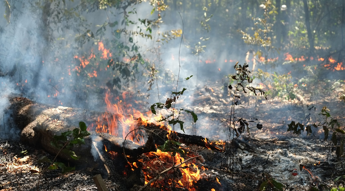 action-sn-blog-forest-burning-brazil