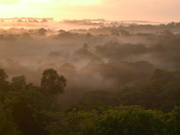 rainforest_fog_clouds_dawn_580