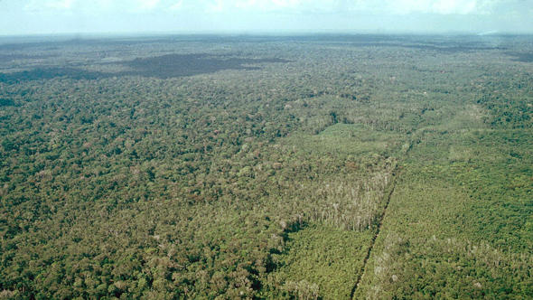 Floresta de Transição