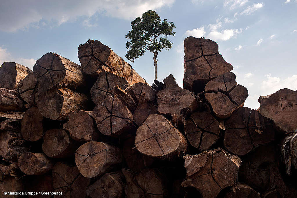 Timber from a PMFS in Brazil
Madeira de PMFS