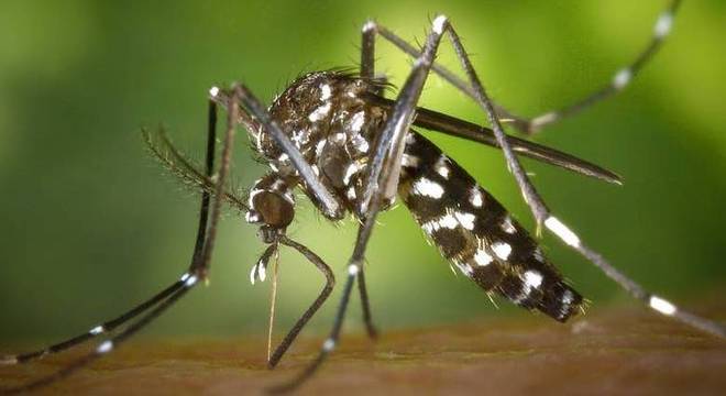 aedes-aegypti-07032018152742469