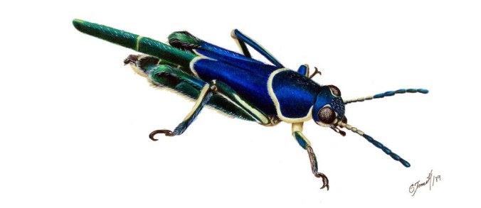 saltamontes-formatkey-jpg-default
