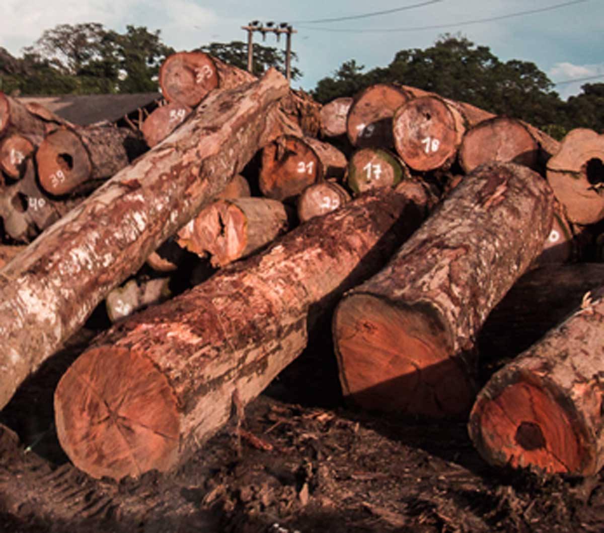 illegal logging