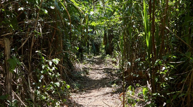 Dschungelweg