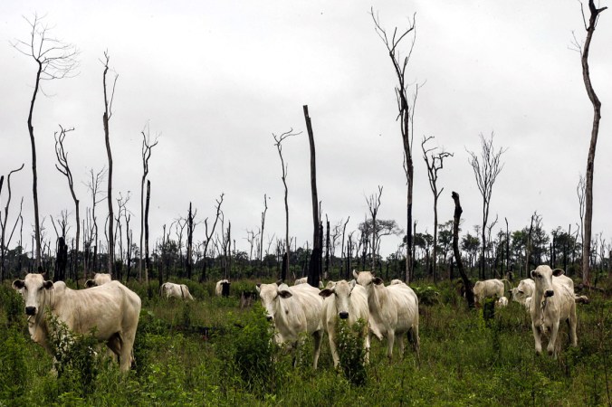 QUE1 QUERÊNCIA 29/01/2008  VIDA &amp; DESMATAMENTO QUERÊNCIA MATO GROSSO  . FOTO: JF DIORIO/AE