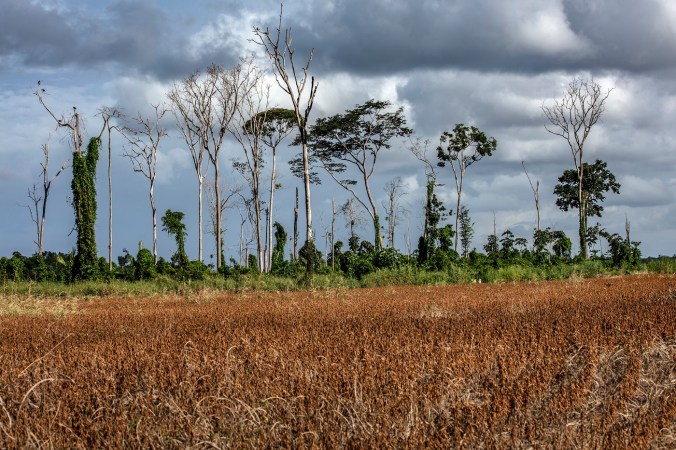 Soja e fragmento de floresta em Belterra.

Foto Marizilda Cruppe/Divulgacão