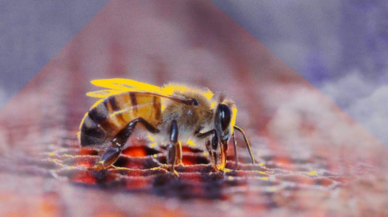 Abelha-800x449