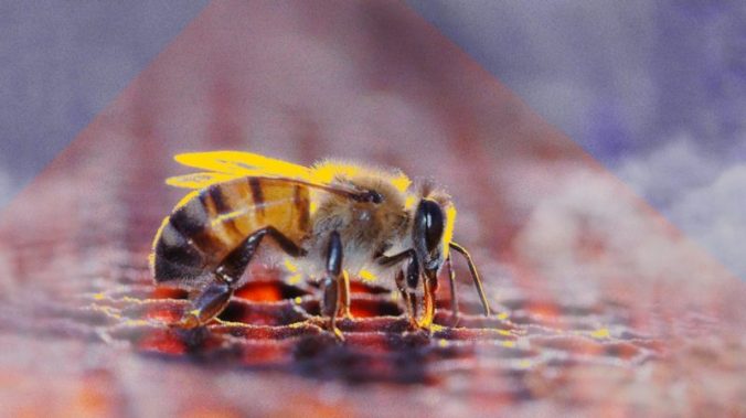 Abelha-800x449