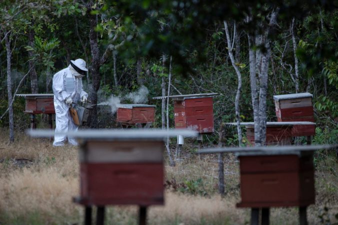 Beehives in the Cerrado Biome, Brazil Comunidades e cultura do Cerrado