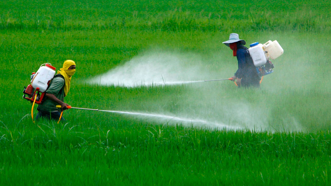 agrotóxicos chuva