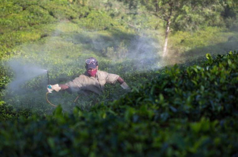 Pesticide Spraying in Tea Estate in Kerala