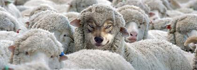 as-ovelhas-e-o-lobo