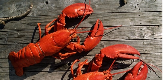 lagosta