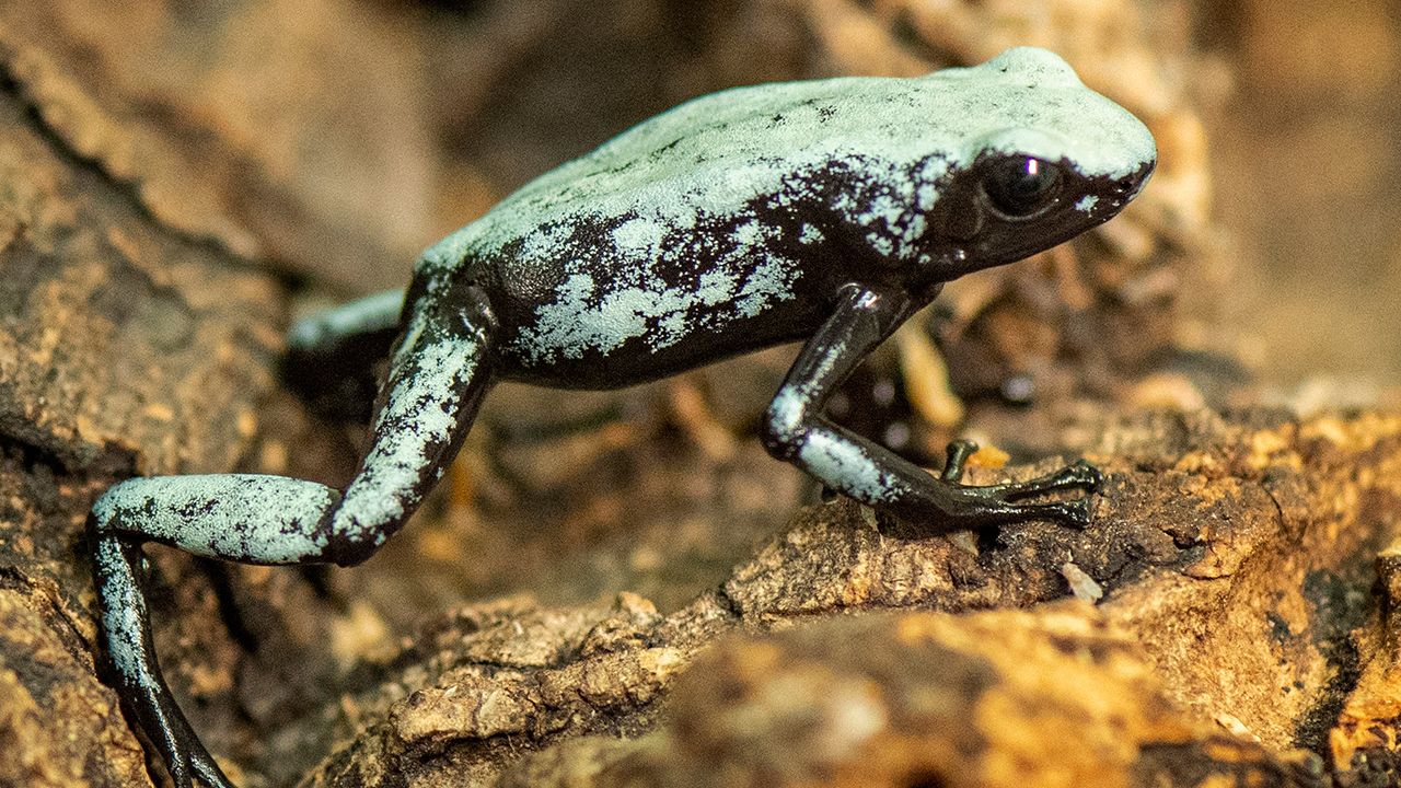 Adelphobates-galactonotus-ranas