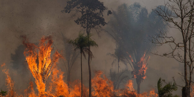Brände im Amazonas-Gebiet in Brasilien
