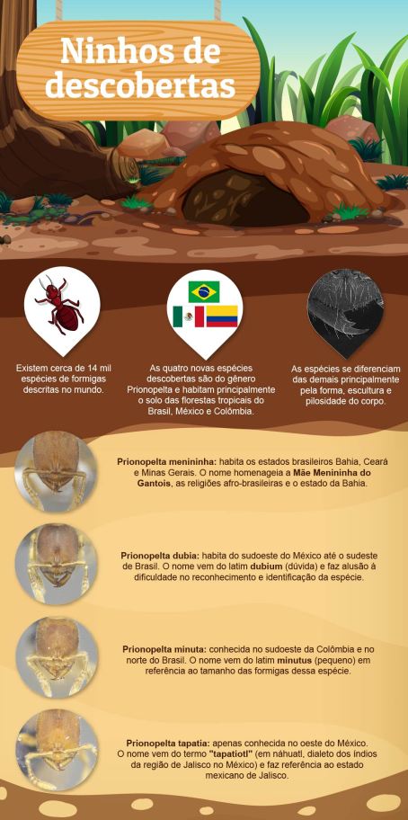 infografico-formigas-Prionopleta_Juliana-Barbosa-Aspec-UFPR_