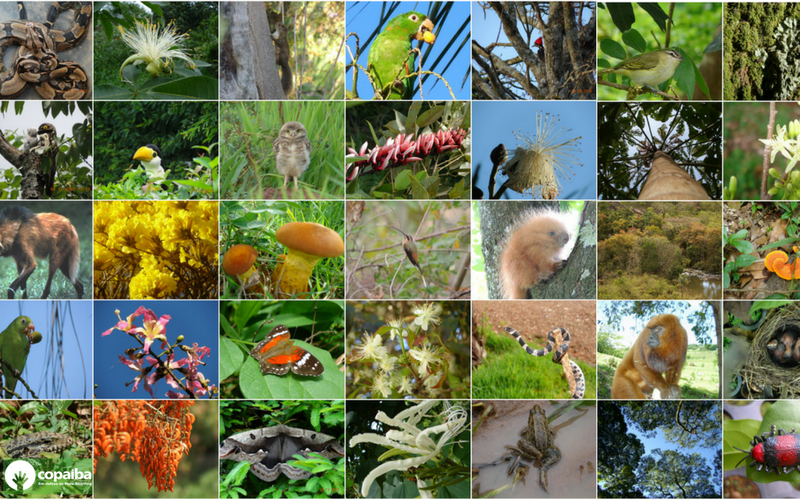 Biodiversidade
