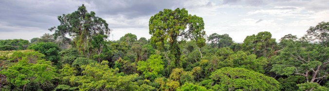Amazon rainforest