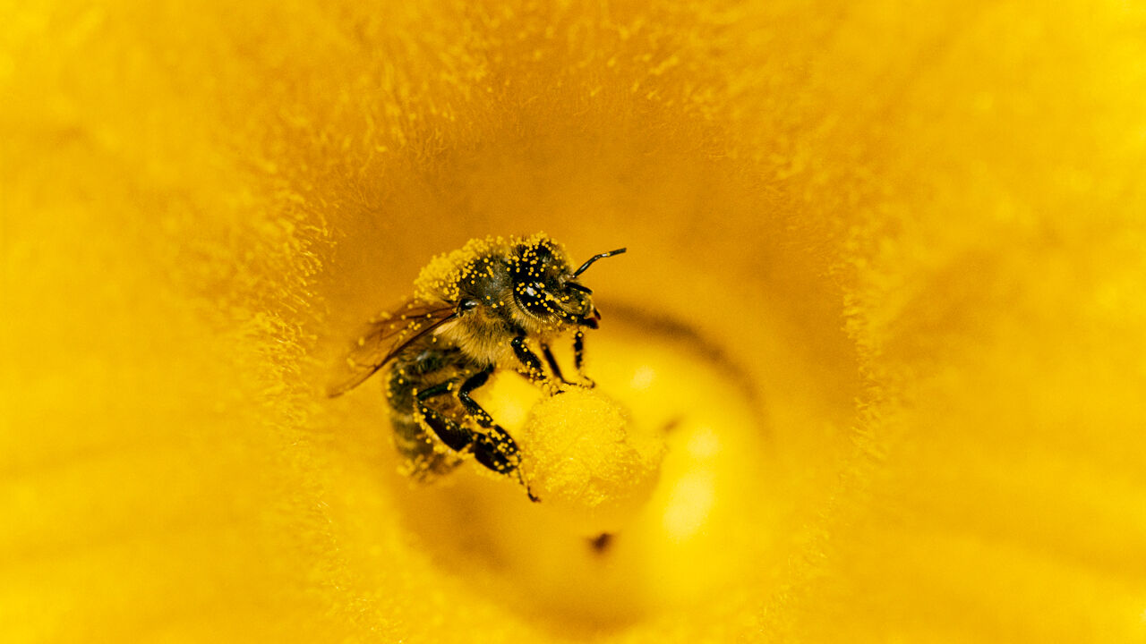 Honey Bee (Apis mellifera) covered in pollen in pumpkin, Germany