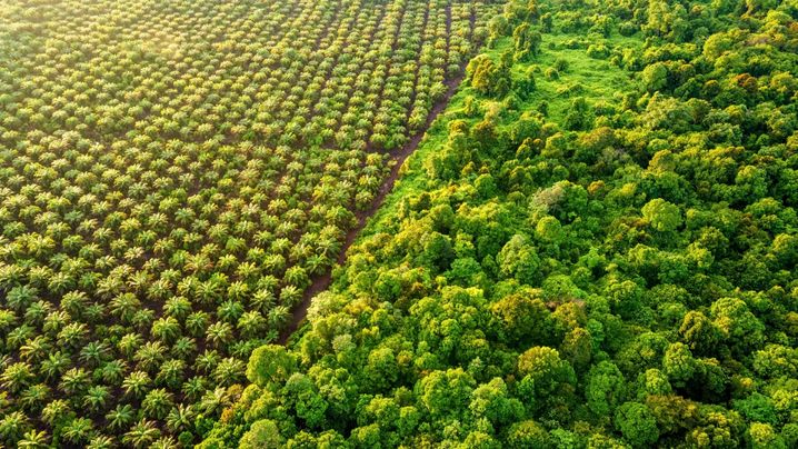 Palm Oil Plantation at the edge of Peat Land Swamp Rainforest