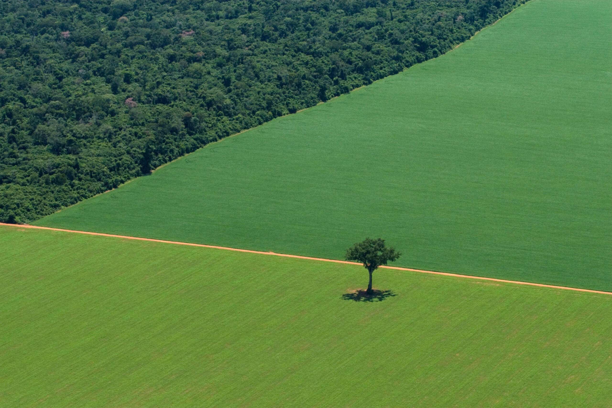 Greenpeace-lonely-tree