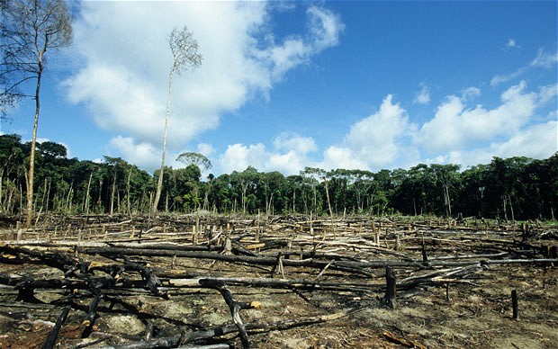 deforestation_2074483b