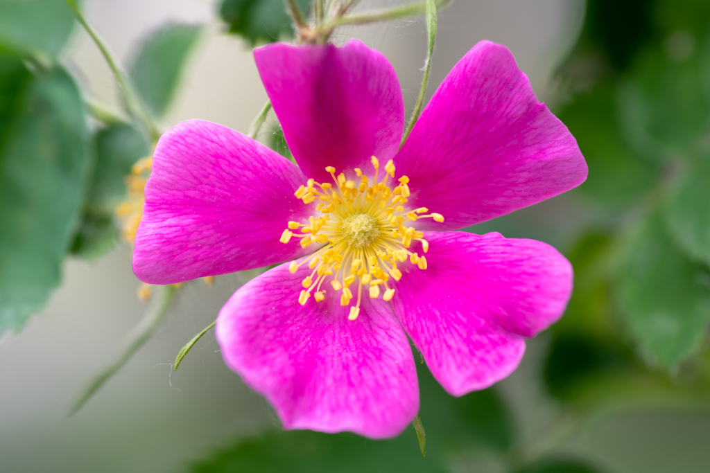 Wild,Rose,,This,Rose,Is,The,Alberta,Provincial,Floral,Emblem,also