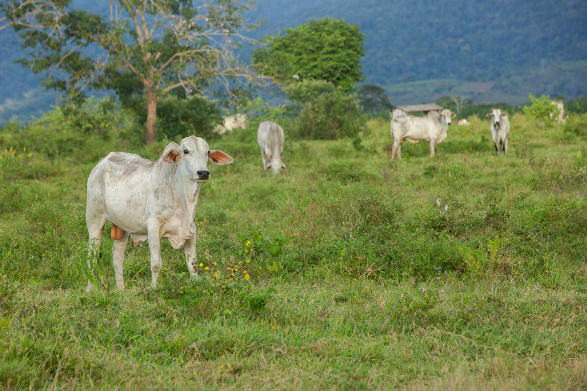 publica bois ourilandia