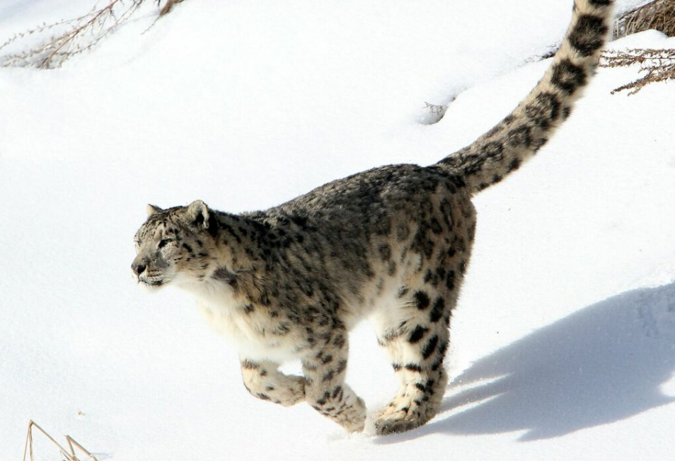 snow lepard