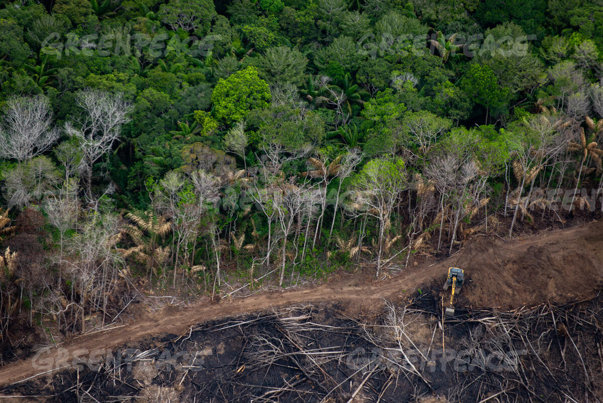 desmatamento amazonia