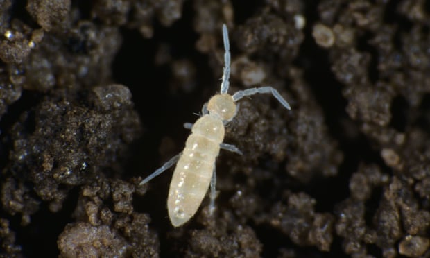 springtail