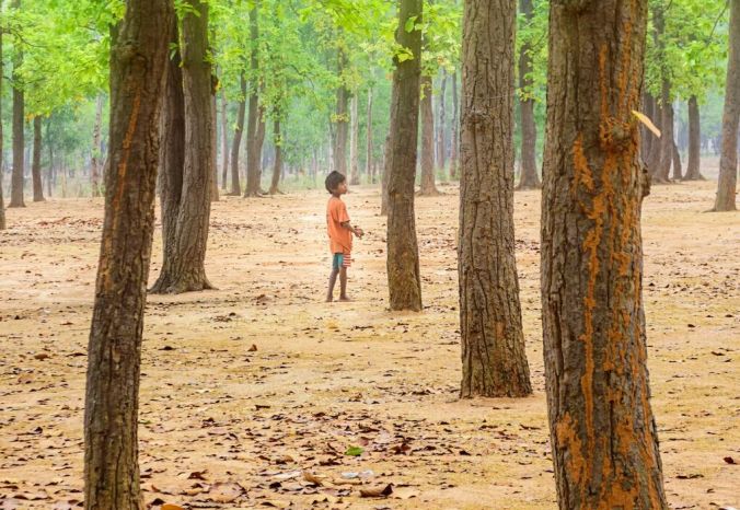 monoculturas árvores india