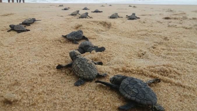 Divulgação GNA_ monitoramento tartaruga 2