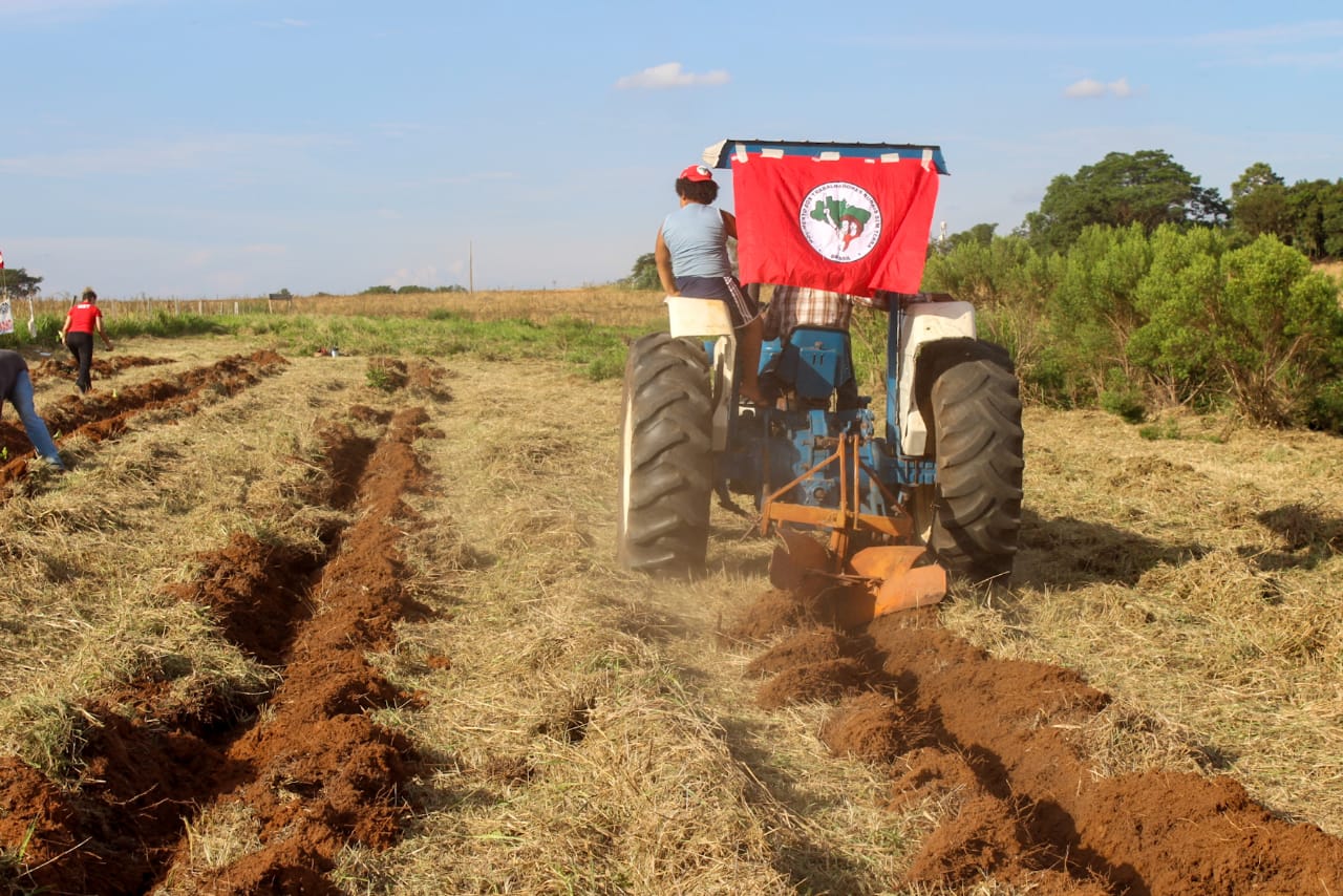 alimentos sadios mst