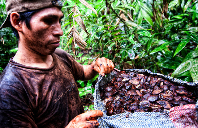 Evans-Brazil-nuts-blog