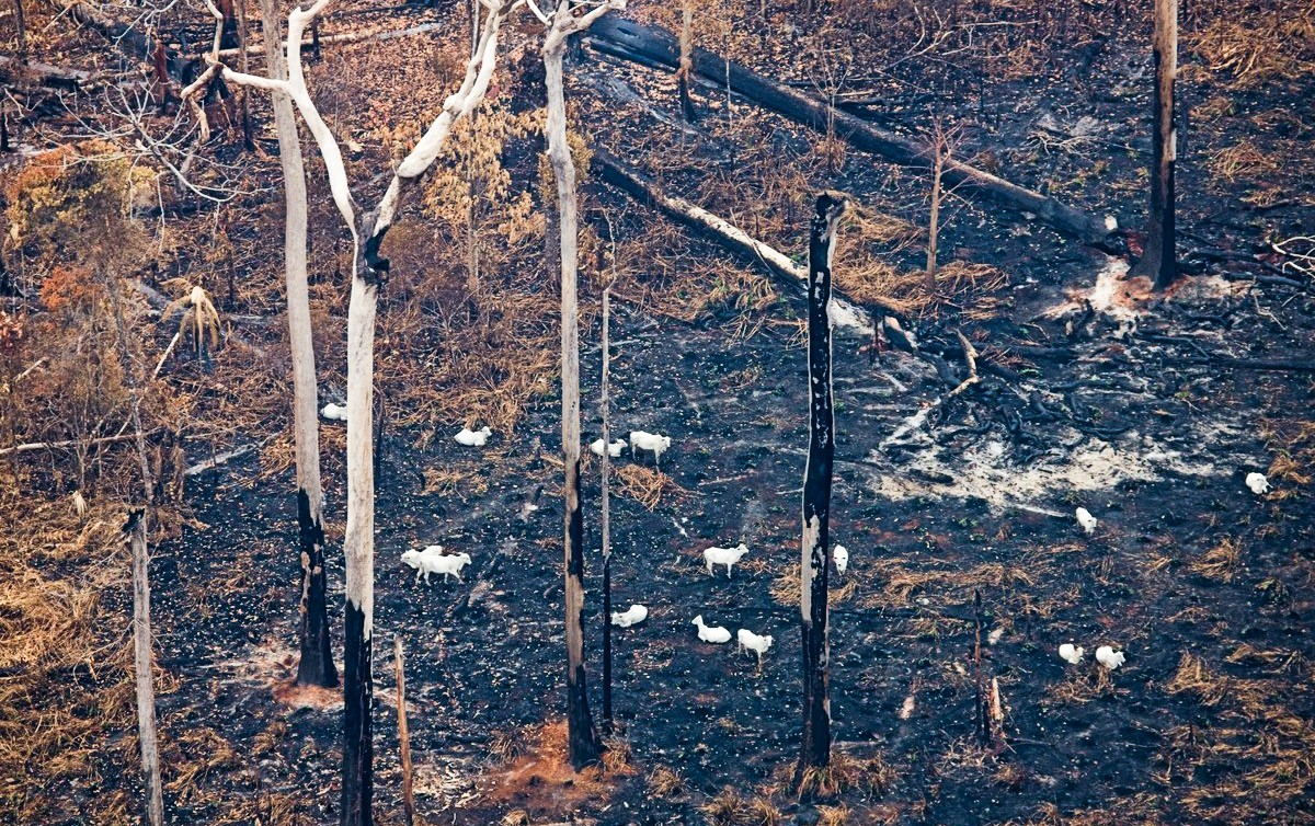 queimada_boiada_greenpeace