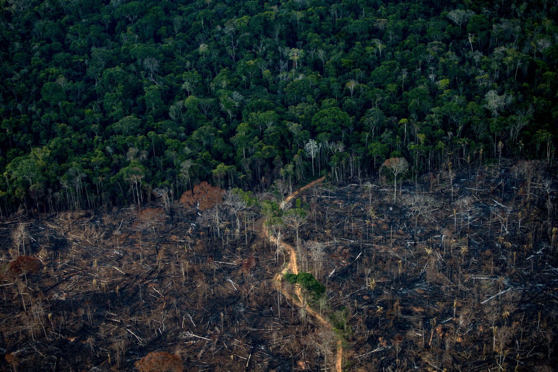 oeco deforestation