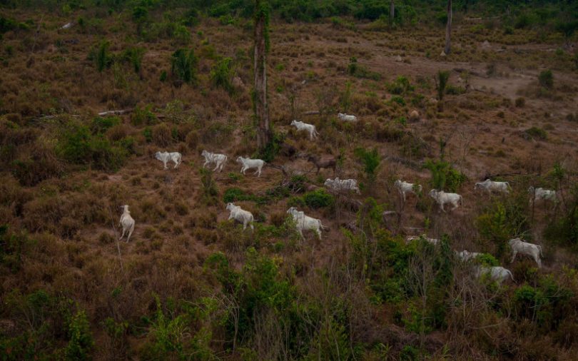 grilagem-Terras-Publicas-810x506
