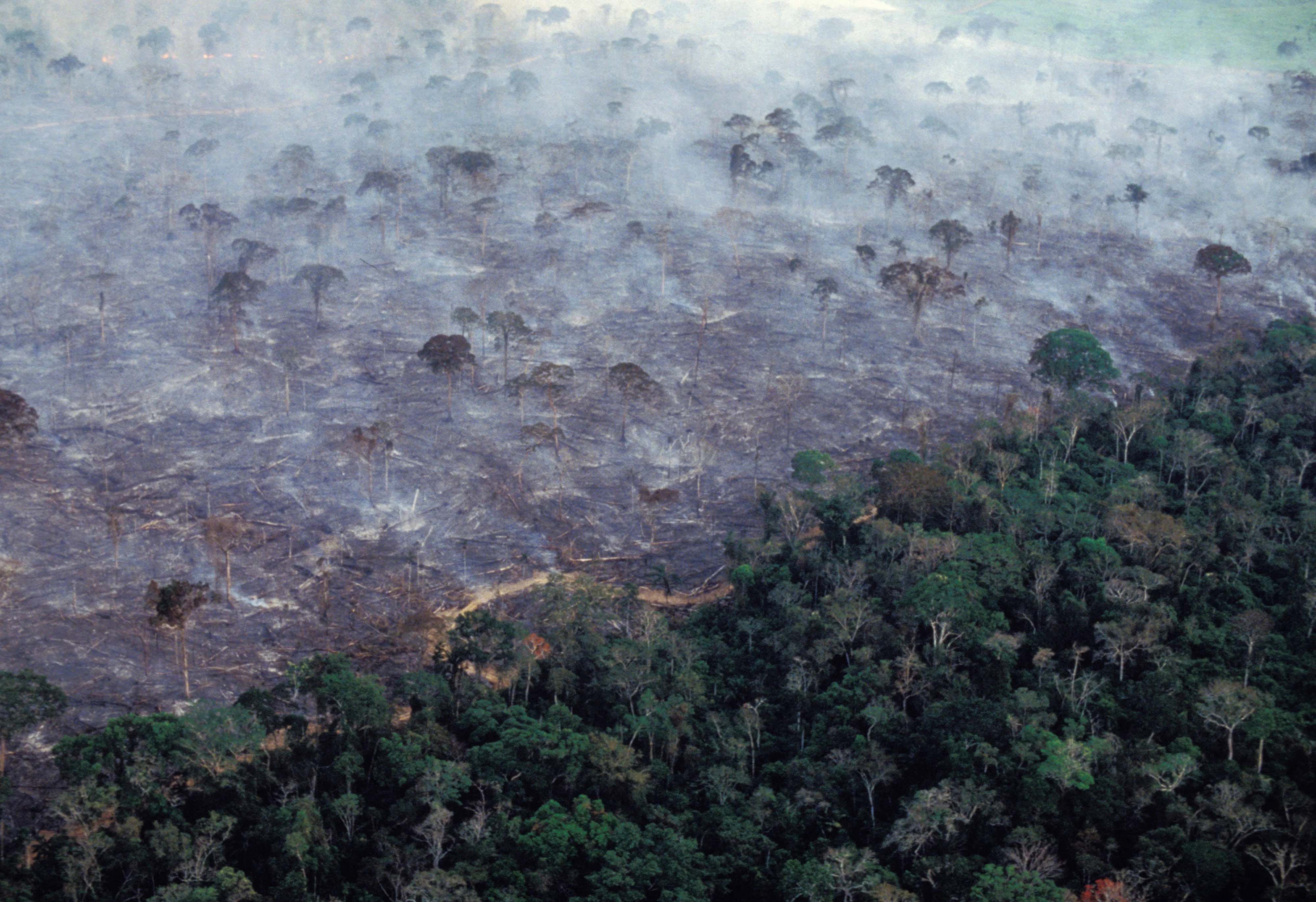 deforestation amazon