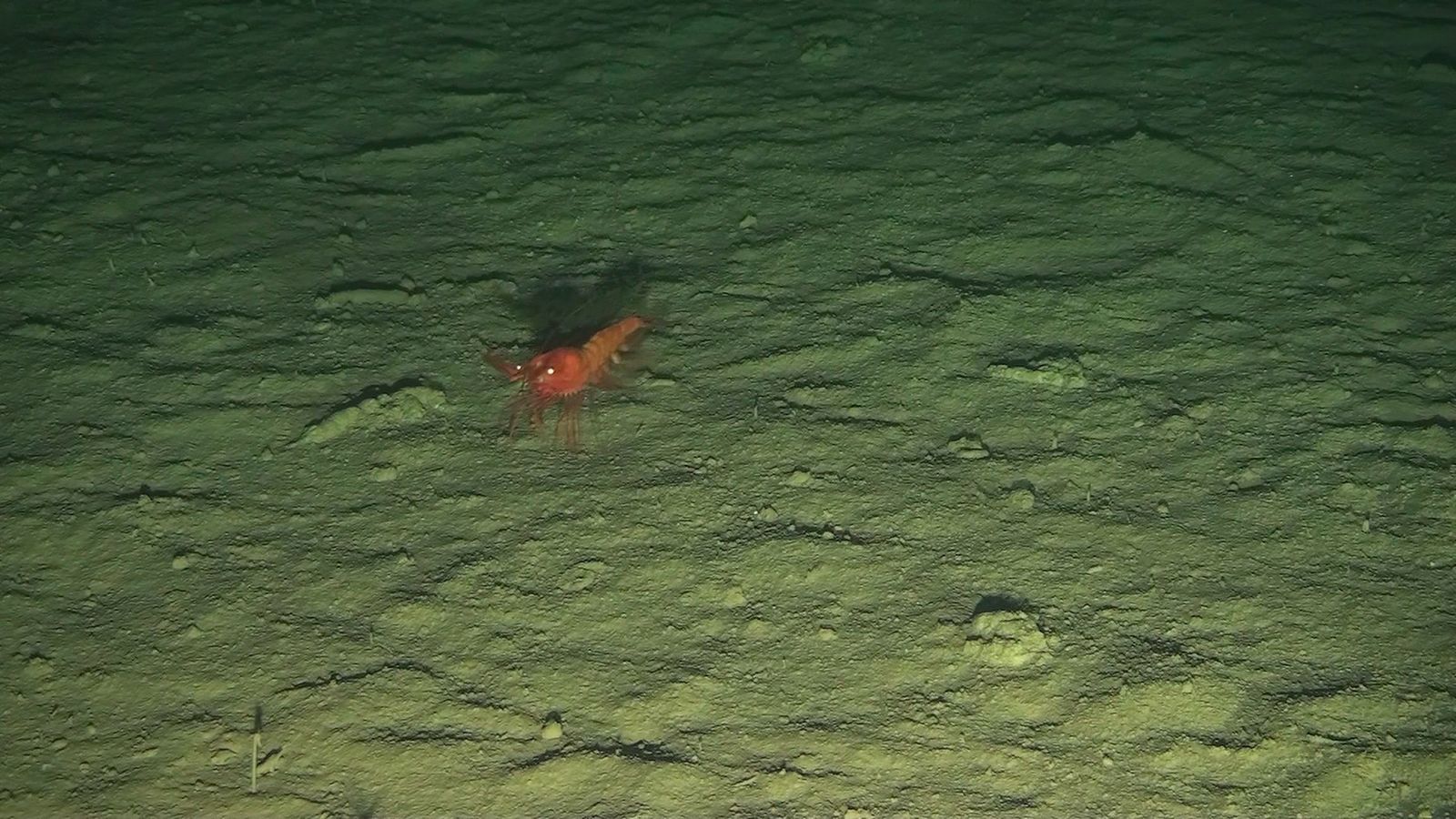 Grund der Tiefsee stärker mit Plastik belastet als angenommen