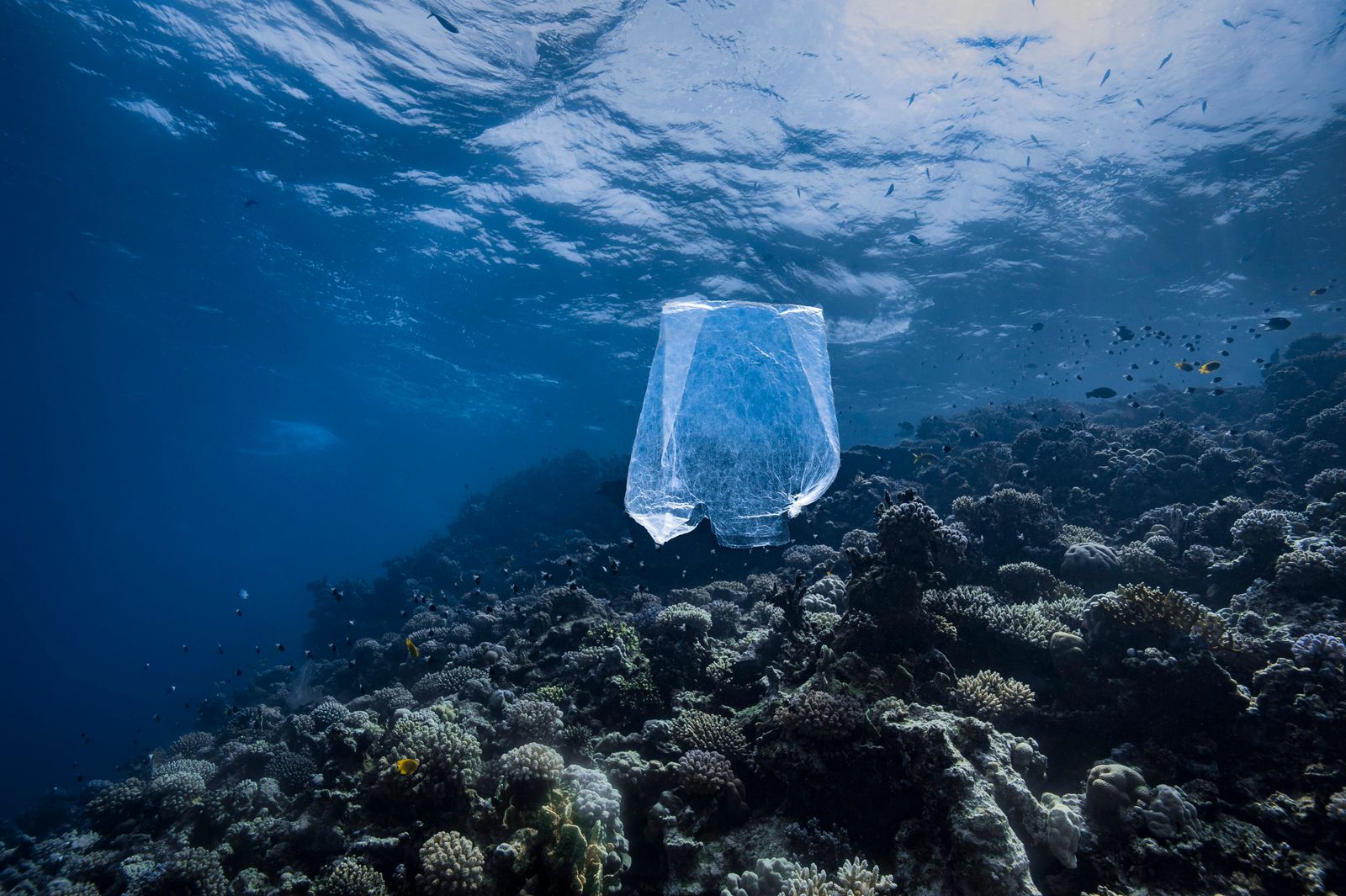 Marine plastic pollution.
