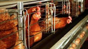 caged chickens