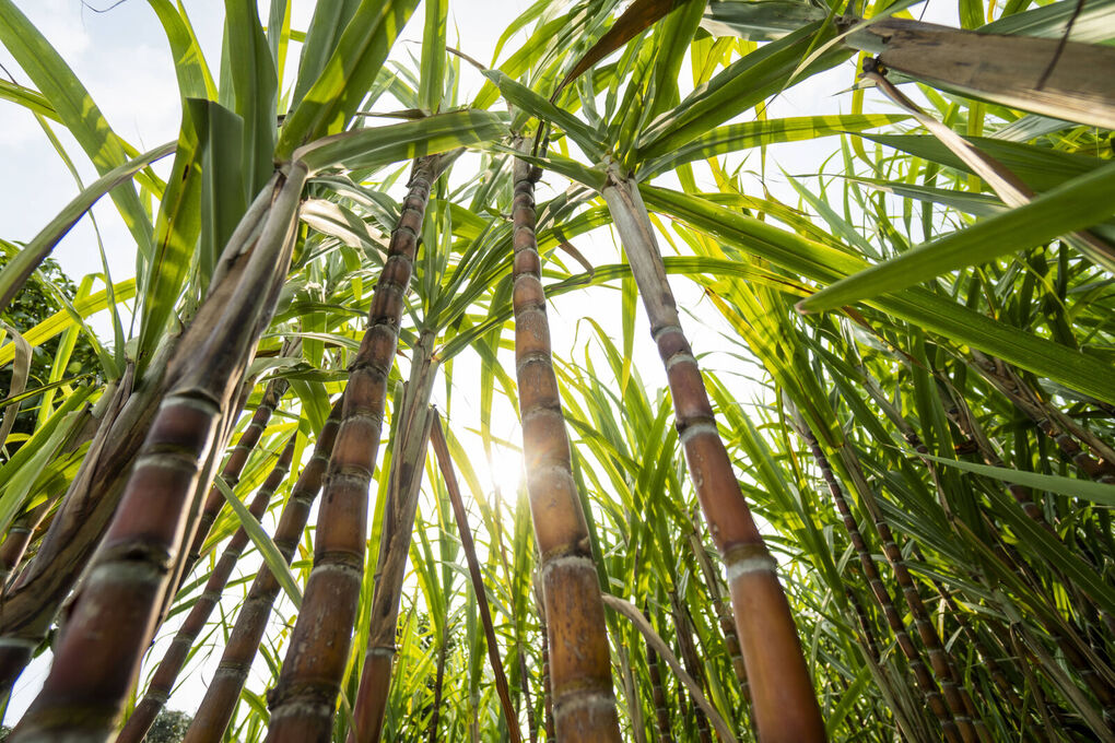 sugarcane