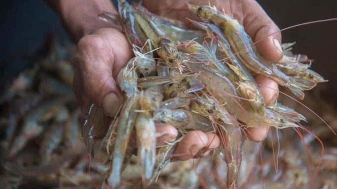 criacao-e-cultivo-de-camarao-1024x660-1-1024x576