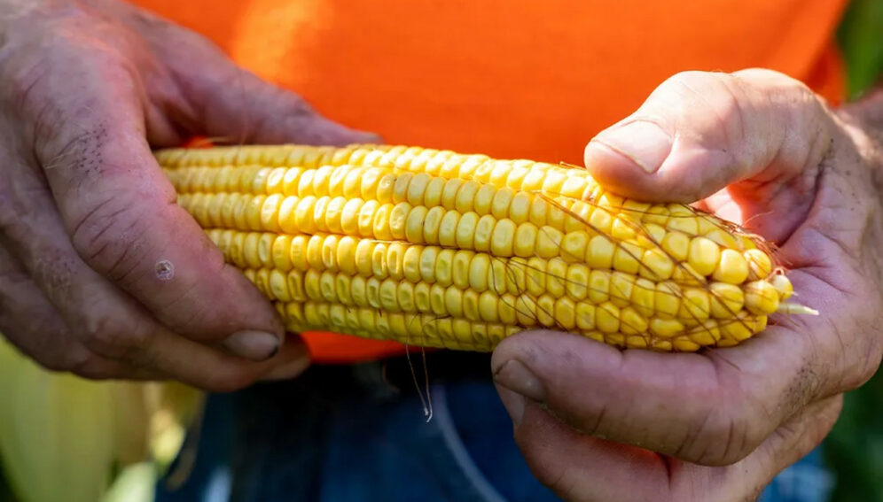 maiz-Mexico-996x567