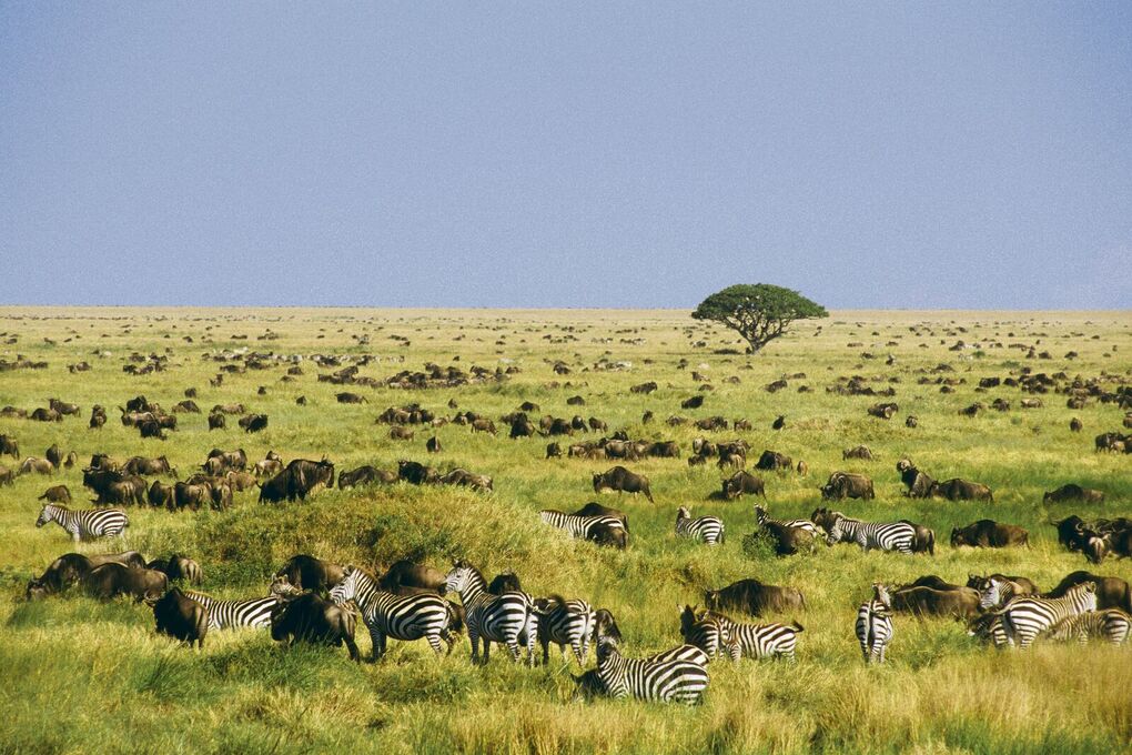 grassland